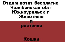 Отдам котят бесплатно - Челябинская обл., Южноуральск г. Животные и растения » Кошки   . Челябинская обл.